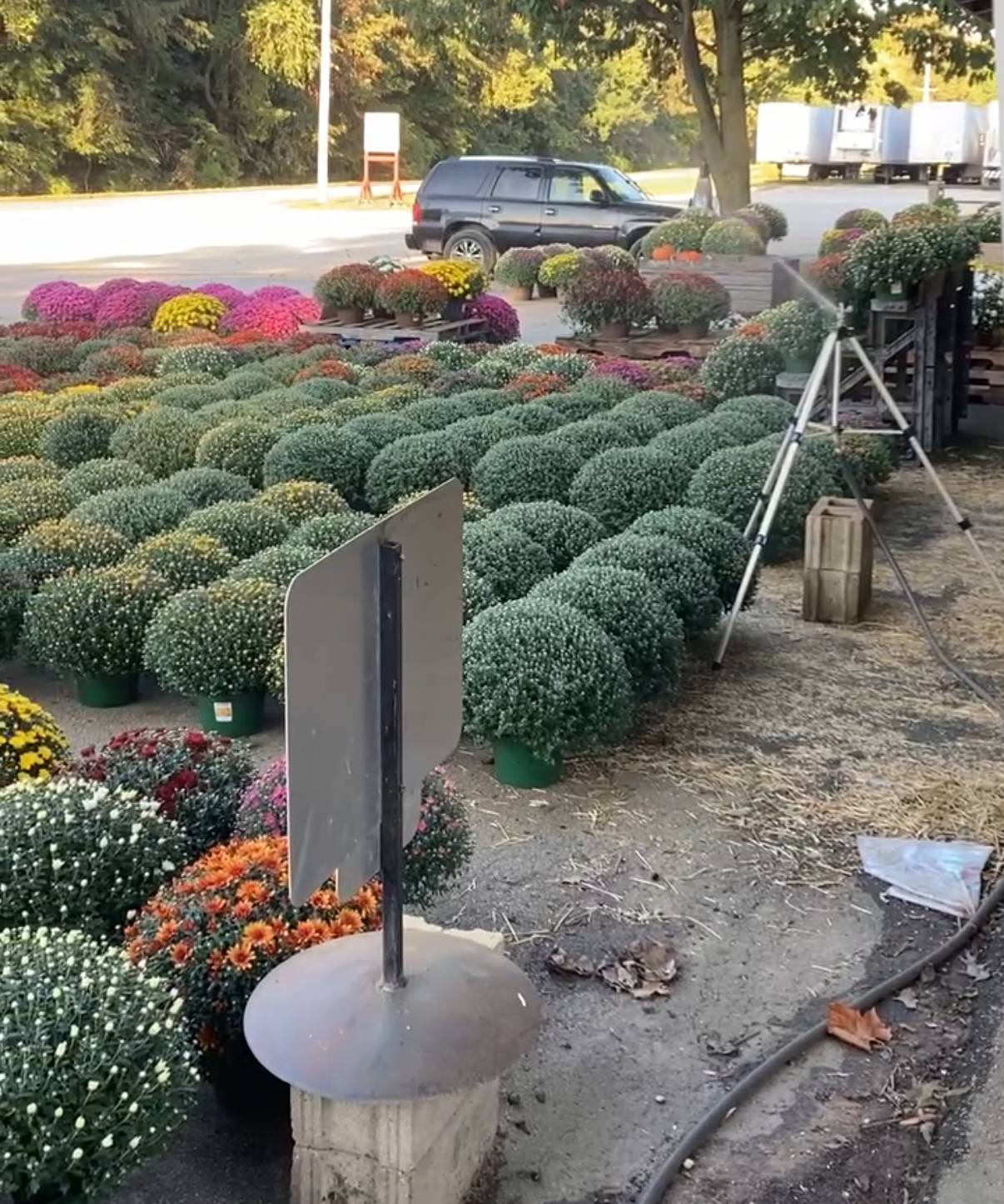 Fall mums in harvest colors at Yellow River Farms