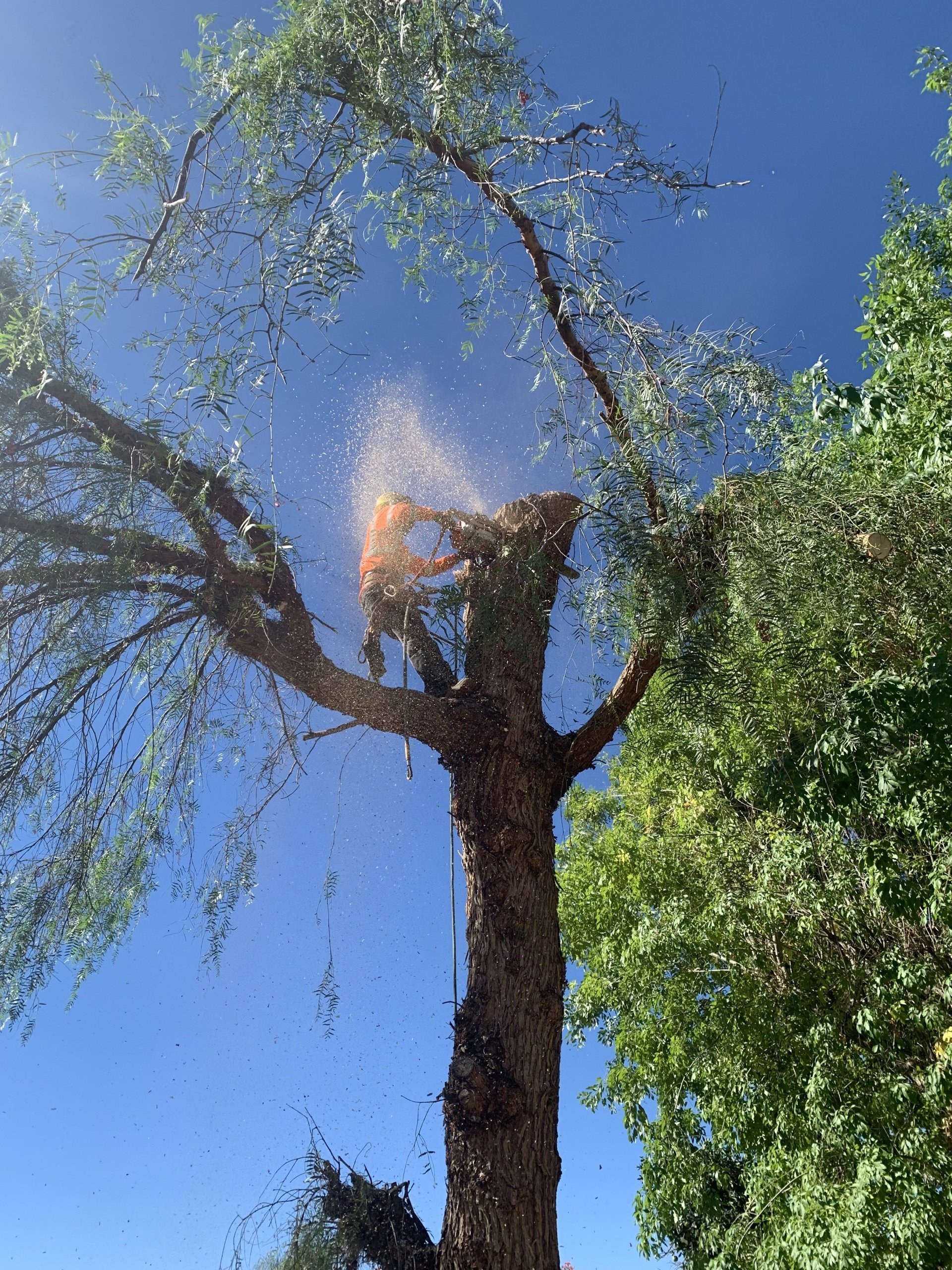 Best Tree Care Tree Service Idyllwild Mountain Area