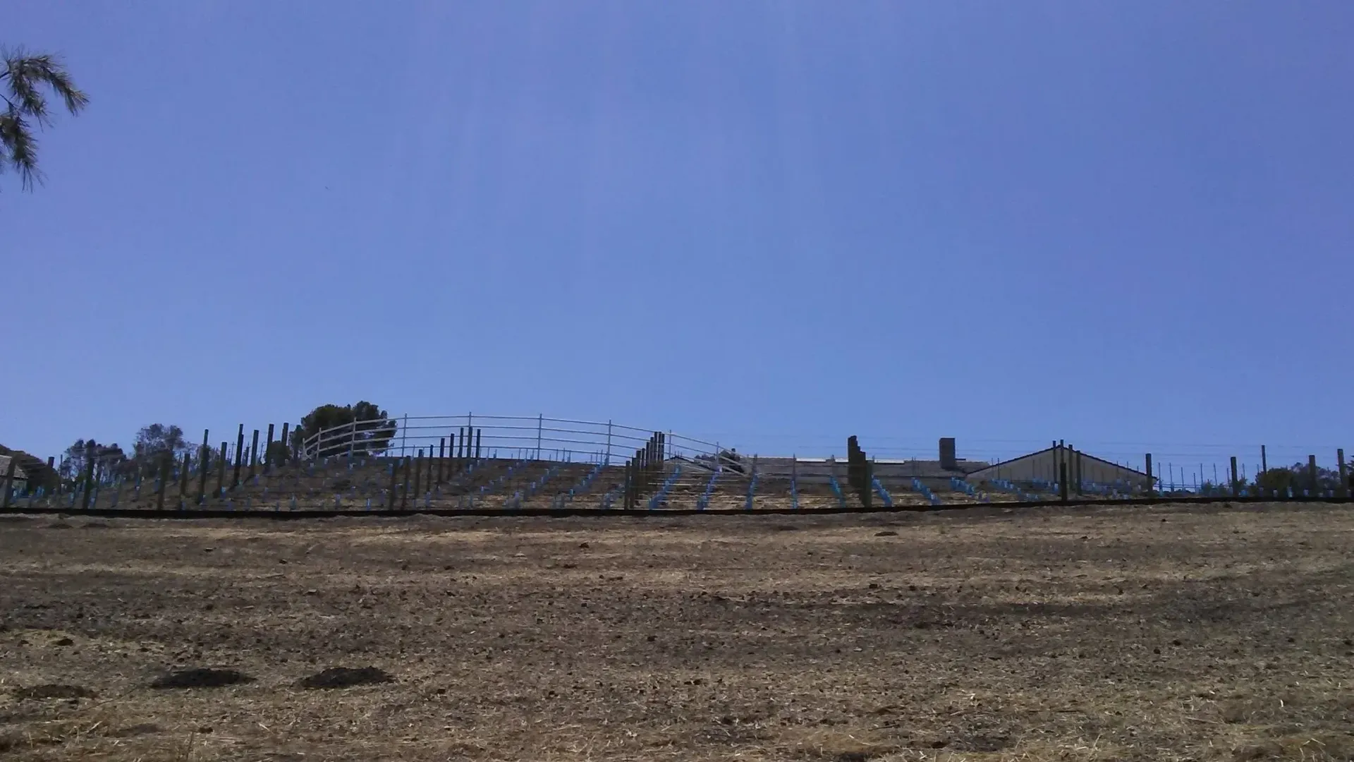 Dry, grassy field beneath a bright blue sky. Fence and distant structures along the horizon.