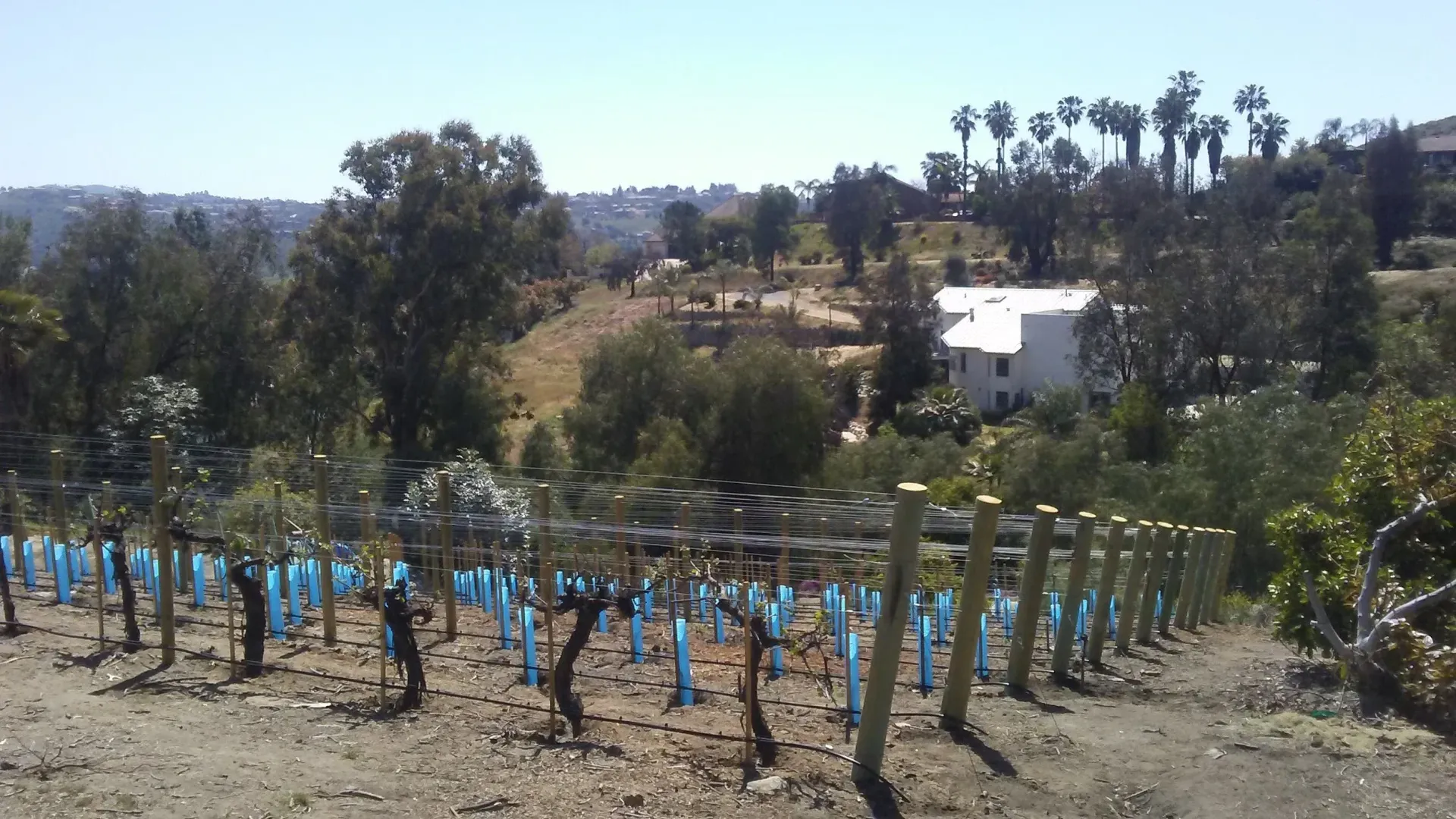 Vineyard on a hillside with blue protective sleeves on young vines; distant trees, houses, and bright sky.