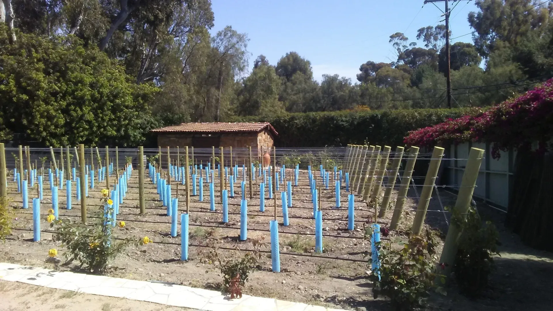 A vineyard with rows of young plants, blue tubes, and a small brick structure.