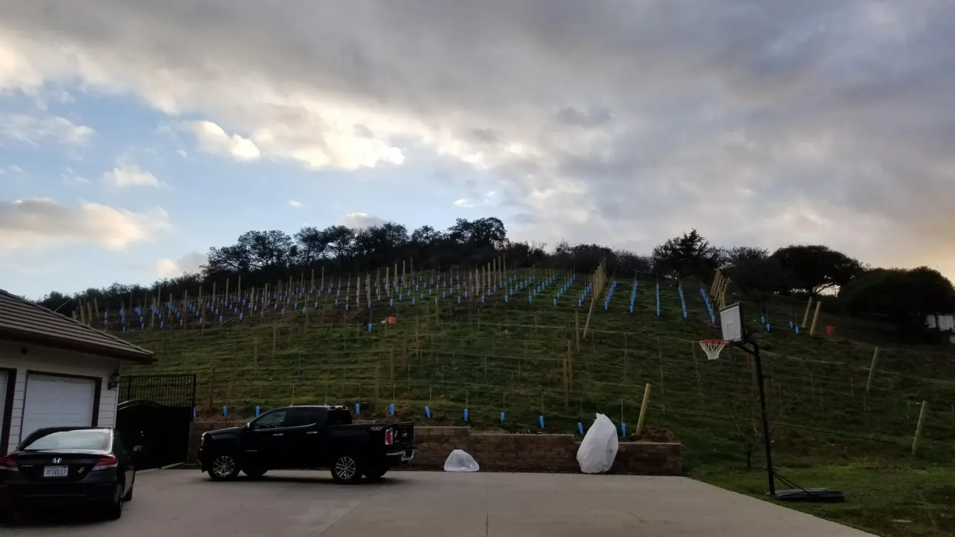 A hillside with rows of young trees, a truck, driveway, and house under a cloudy sky.