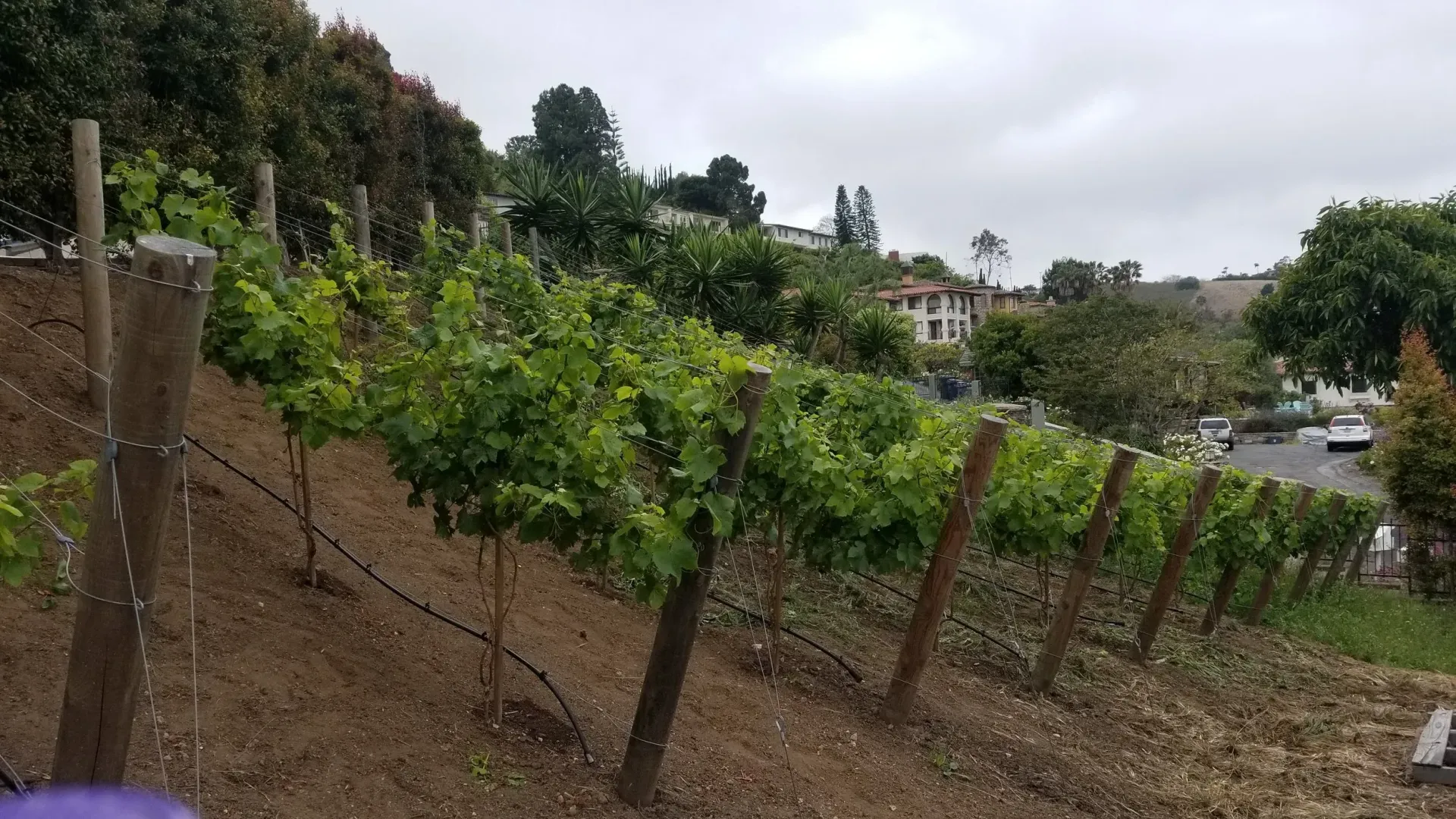 Vineyard on a hillside with rows of grapevines and wooden posts, houses in the background on a cloudy day.