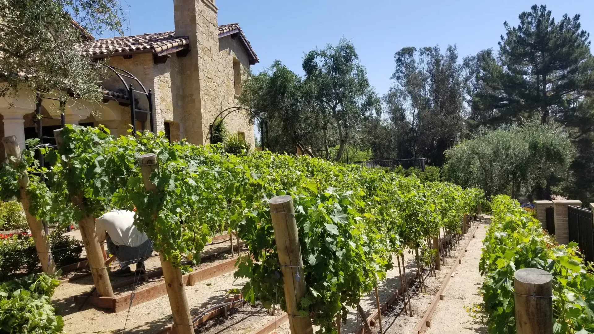 Rows of grape vines in a vineyard with a stone building in the background on a sunny day.