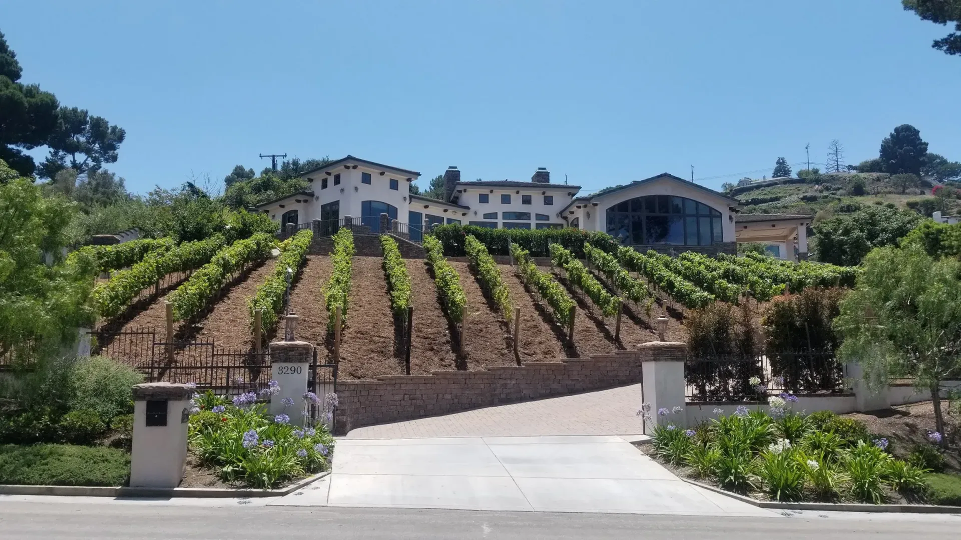 Vineyard with rows of grapevines leading up to a large house on a sunny day.
