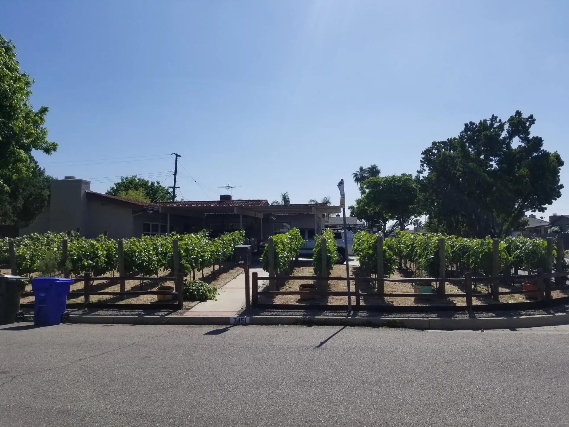 Vineyard with green vines, wooden fence, and stone building in background on sunny day.
