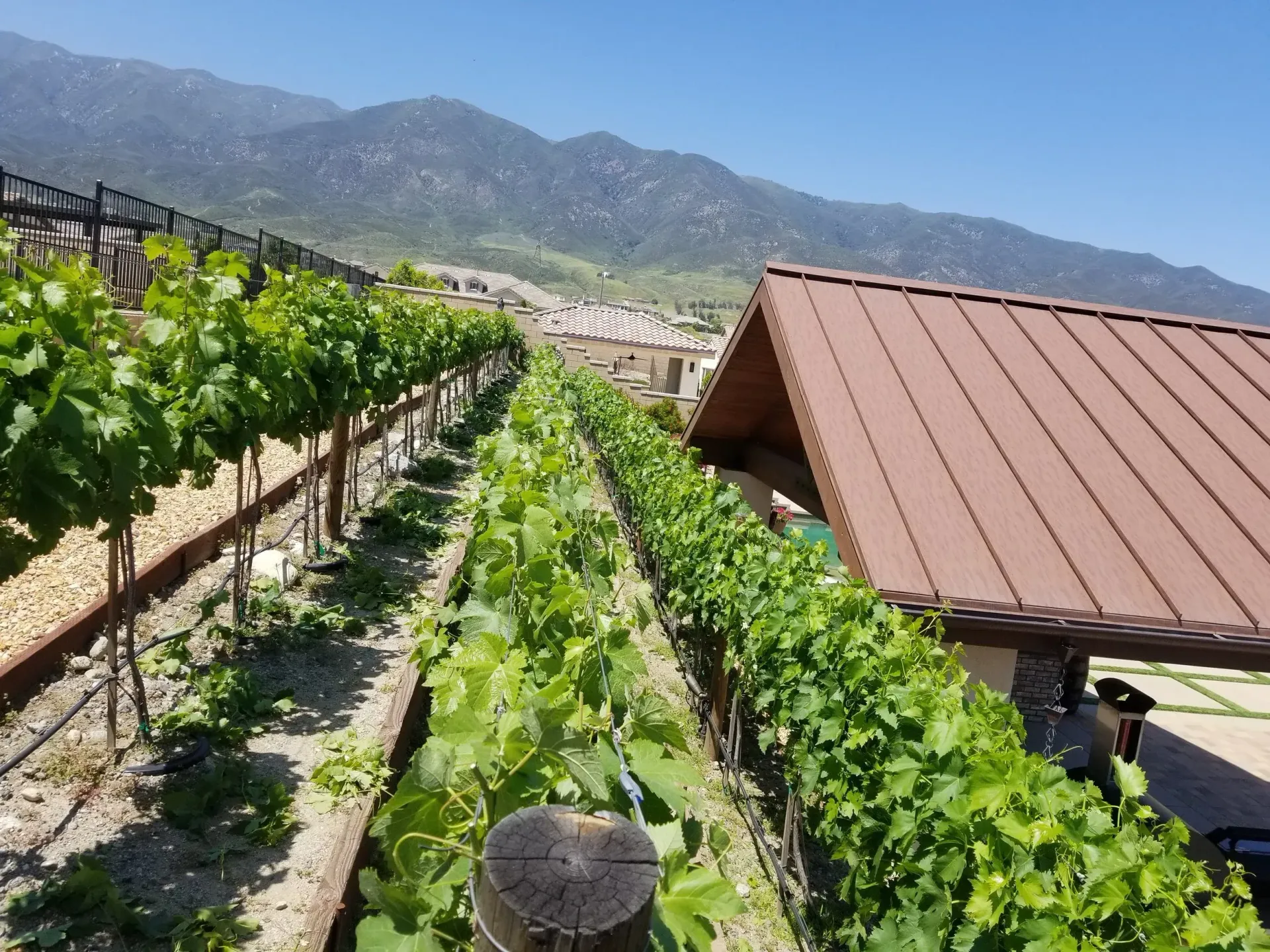 Vineyard with rows of grapevines, brown roofed structure, and mountains in the background under a blue sky.