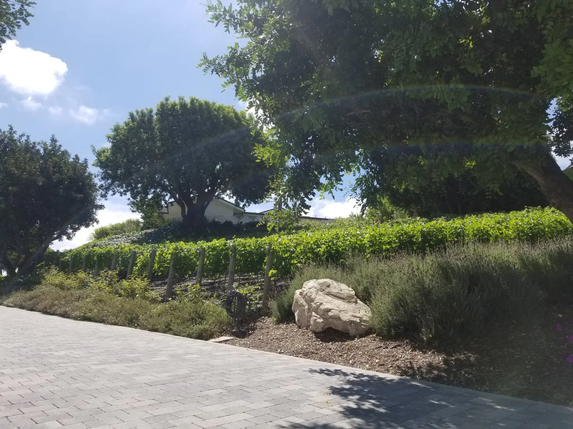 Vineyard with trees and a large rock under a sunny blue sky.