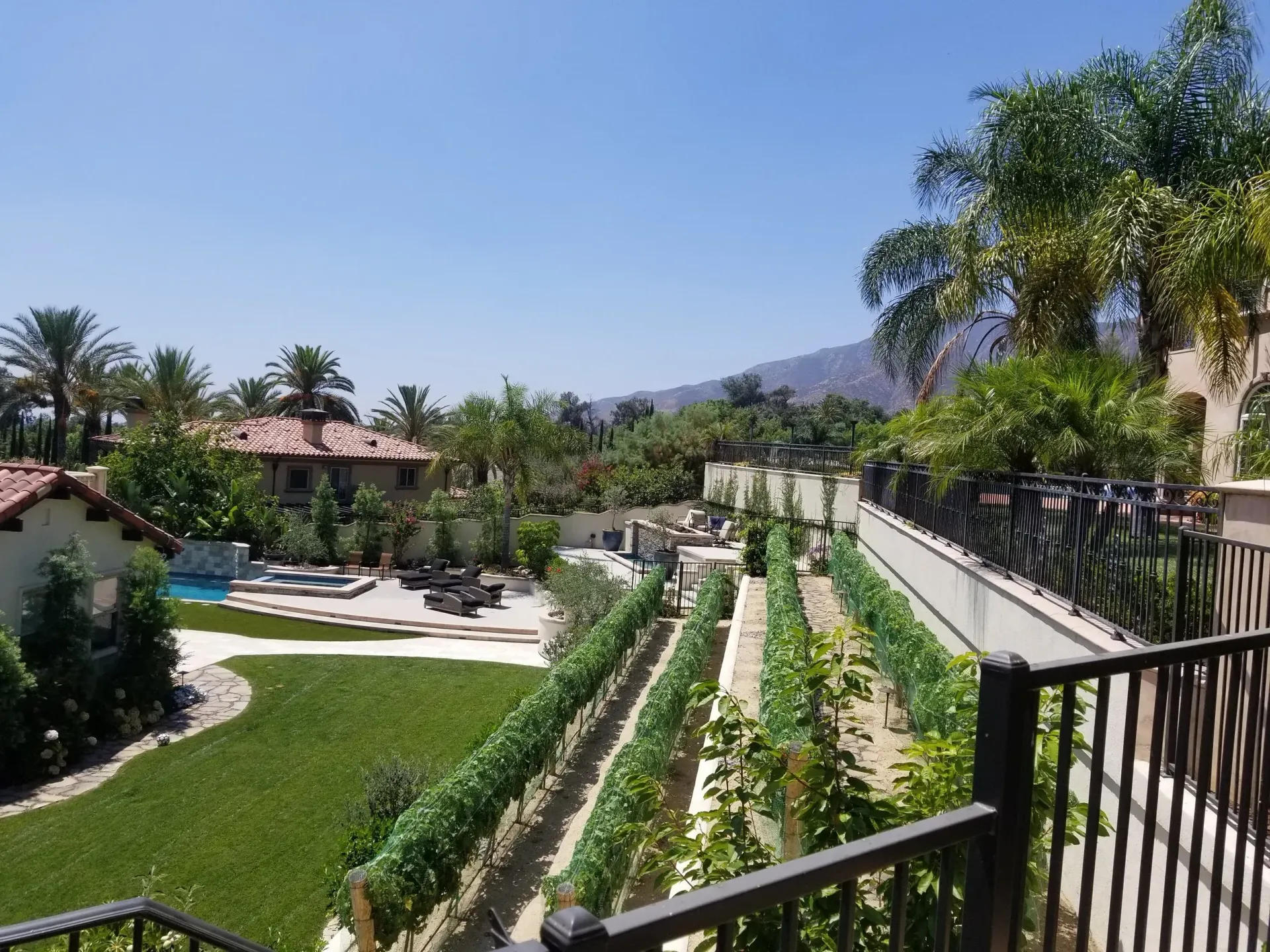 Vineyard and lush green lawn next to a luxury home with a pool, under a blue sky.