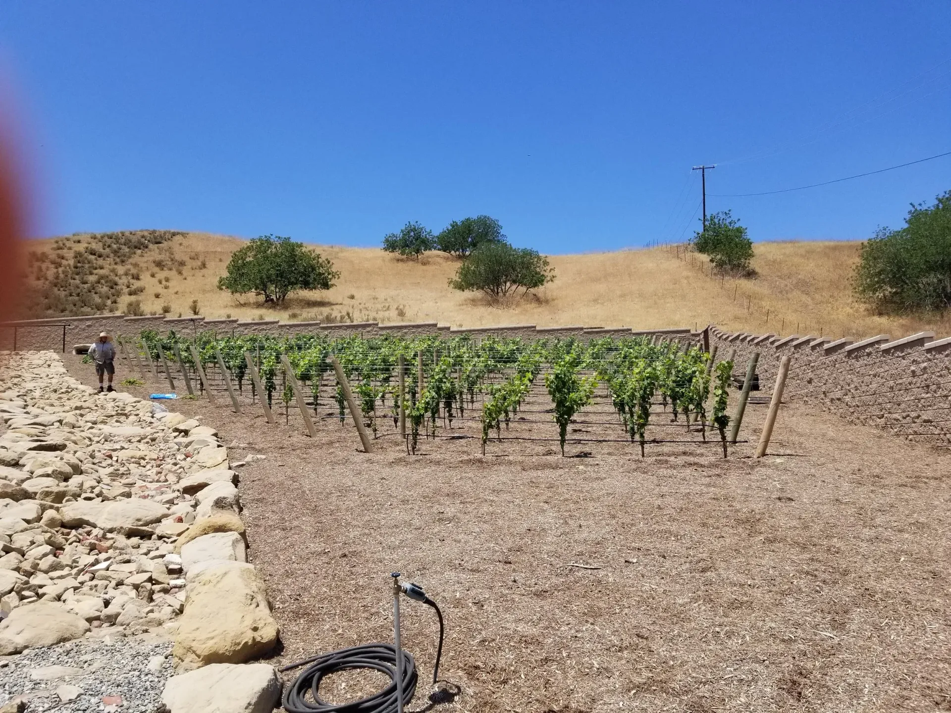 Vineyard with rows of grapevines, brown mulch, rocky retaining wall, and a hillside under a blue sky.