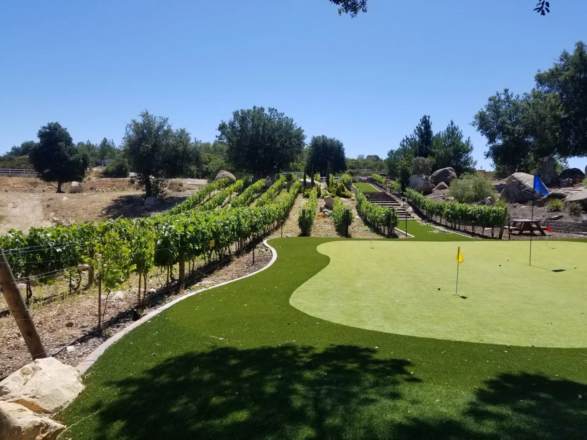 Vineyard with a putting green, set against a sunny hillside with trees and a clear blue sky.