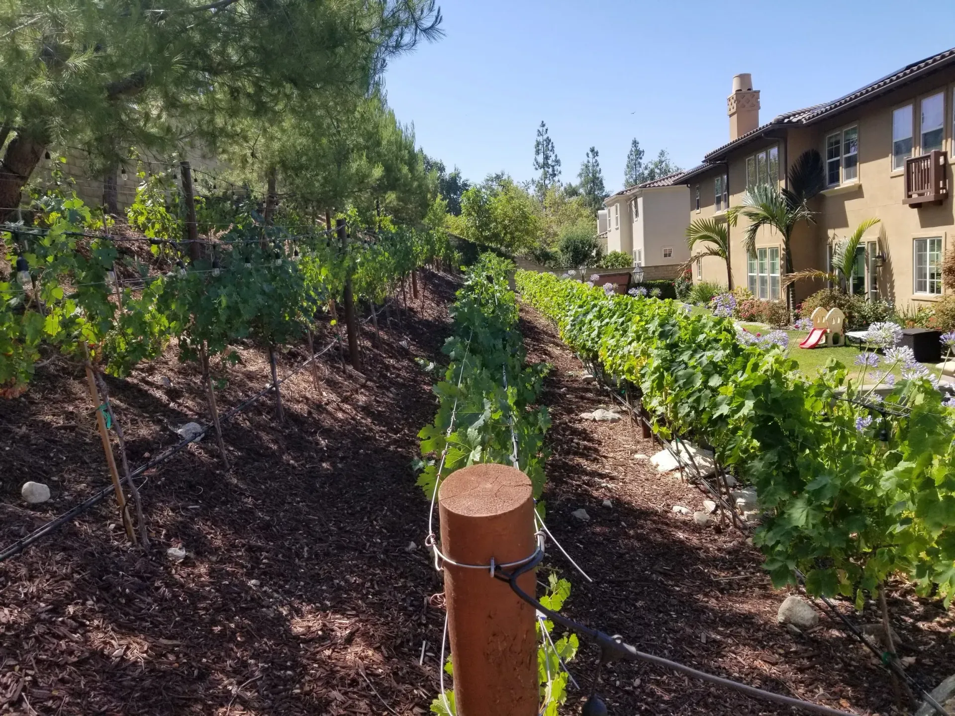 Vineyard with rows of grapevines on a slope, with a house in the background on a sunny day.