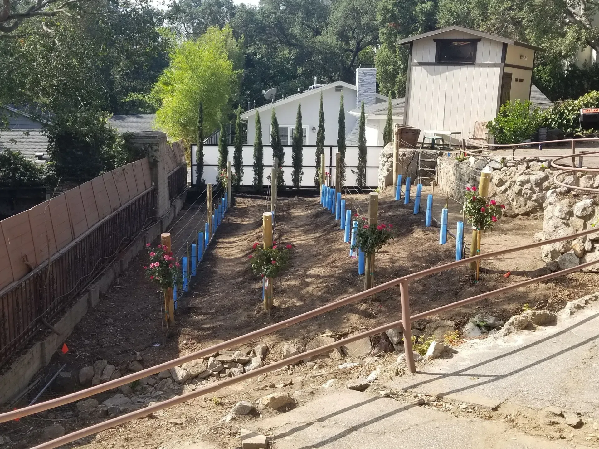 Garden with rows of young trees, protective blue tubes, and cypress trees in background near a house.