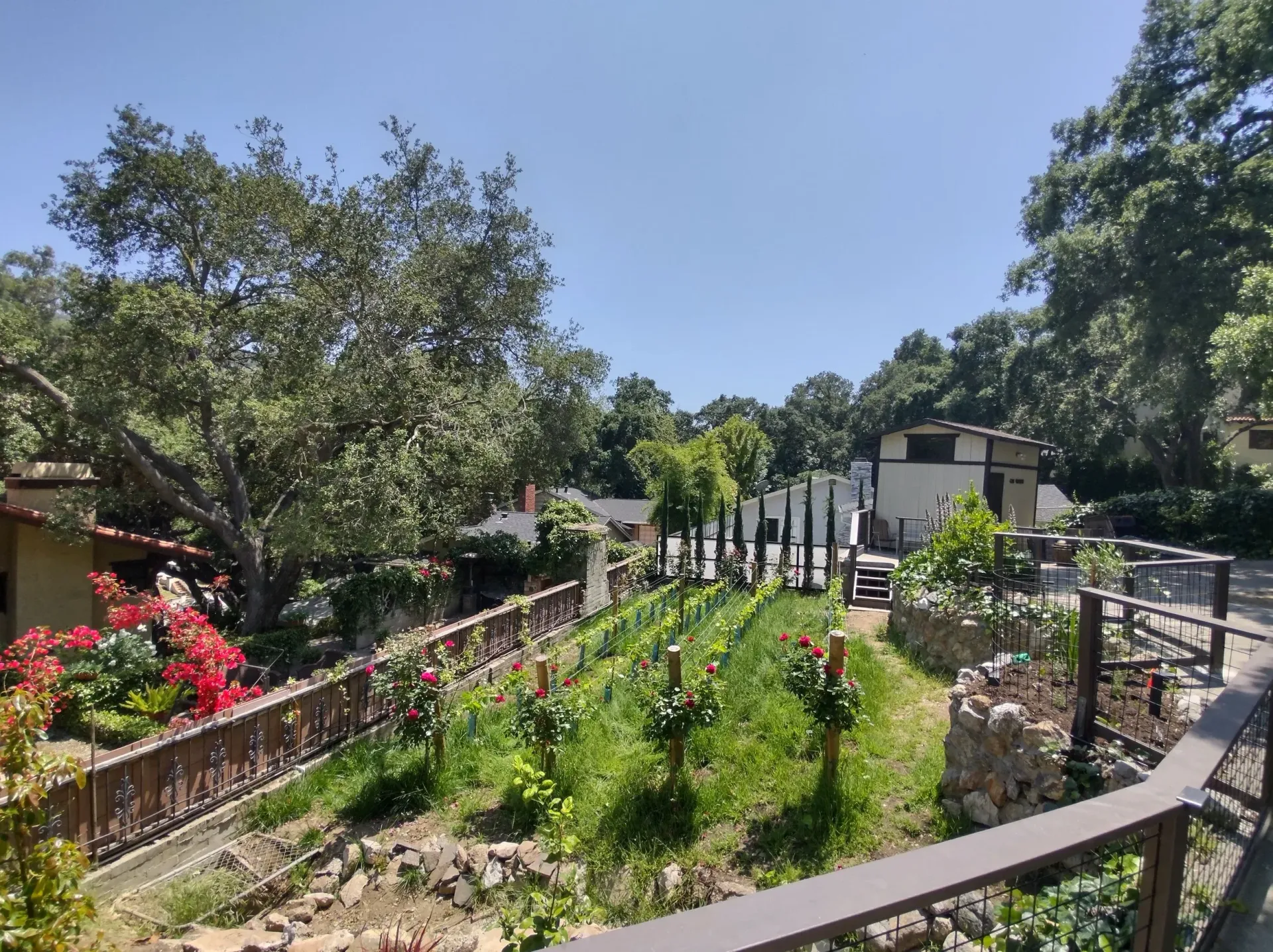 A sunny view of a garden with a vineyard, greenery, and a white building in the background.