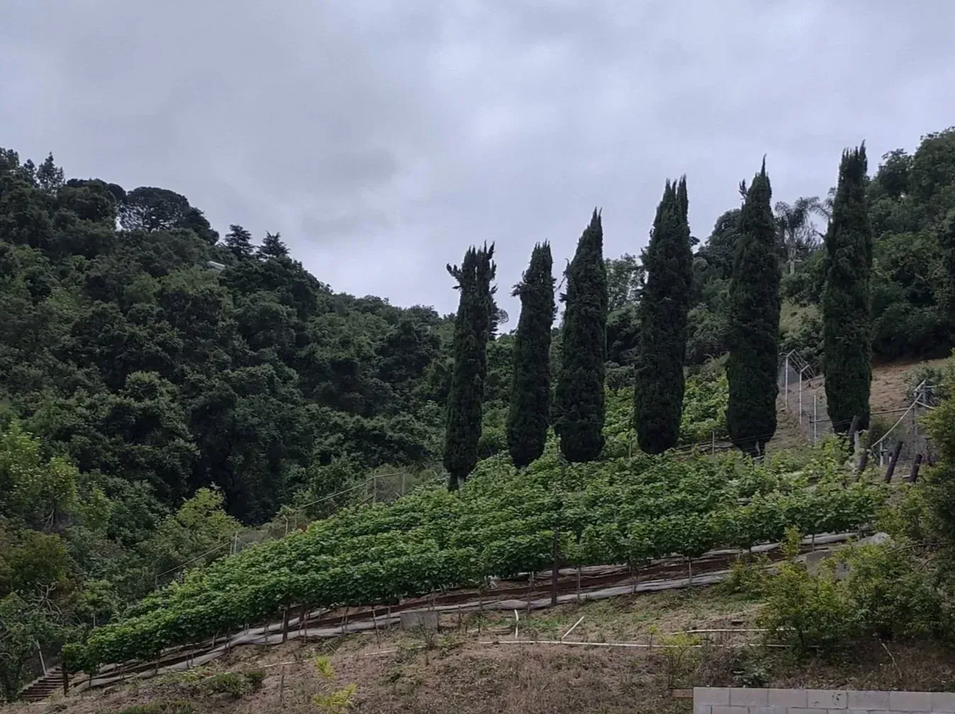 Vineyard on a hillside with tall, thin trees, lush green foliage under an overcast sky.