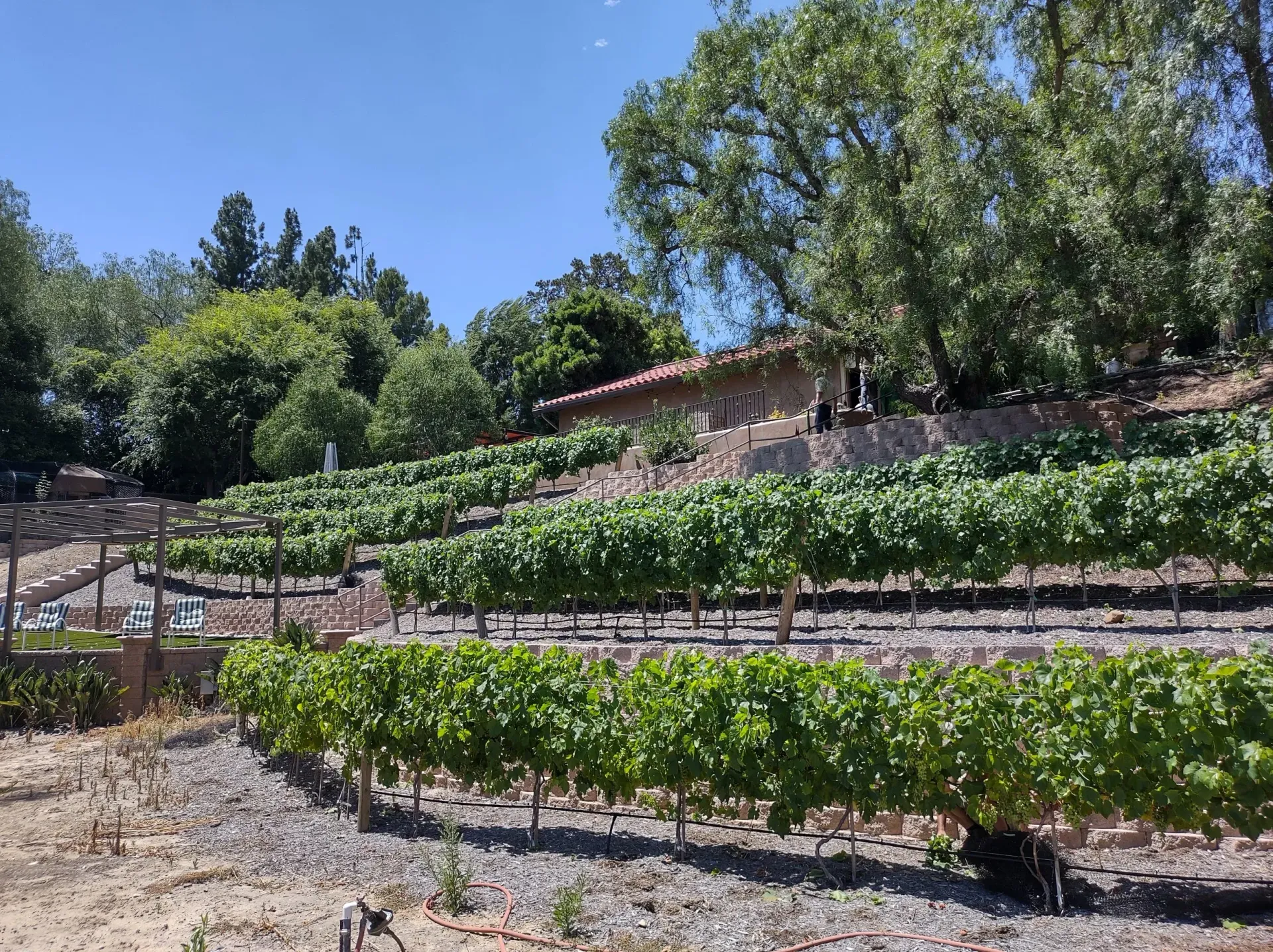 Vineyard on a hillside with rows of grapevines and a building in the background. Blue sky and sunny day.