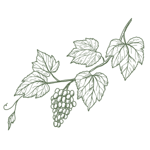 Grapevine with leaves and a cluster of grapes, outlined in green.