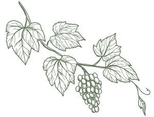 Vine with leaves and a cluster of grapes.