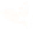 Feathery white plant detail against a white background.