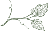 Green vine with three detailed leaves and tendrils.