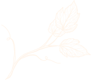 Sketch of a plant stem with leaves, in light brown against a white background.