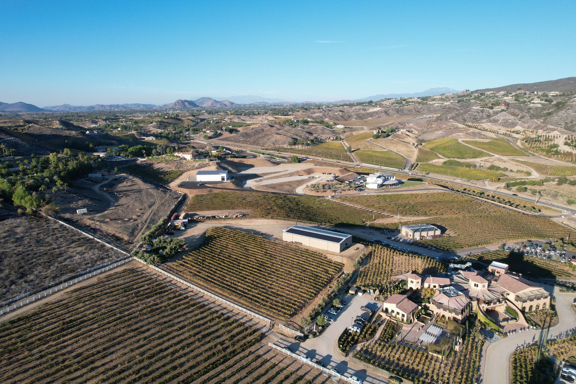 Residential vineyard rows on a Southern California hillside with trellis and drip irrigation