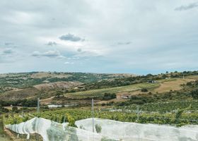 Fine mesh bird netting draped over grapevine rows to protect ripening clusters in a Southern California home vineyard