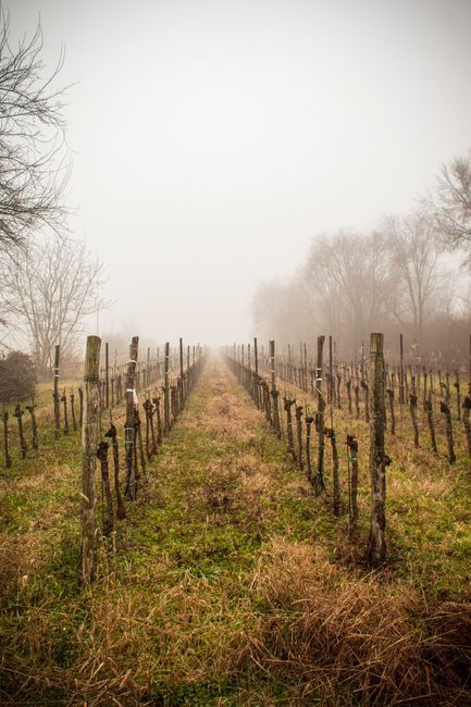 Foggy vineyard rows stretching into the distance under a pale sky