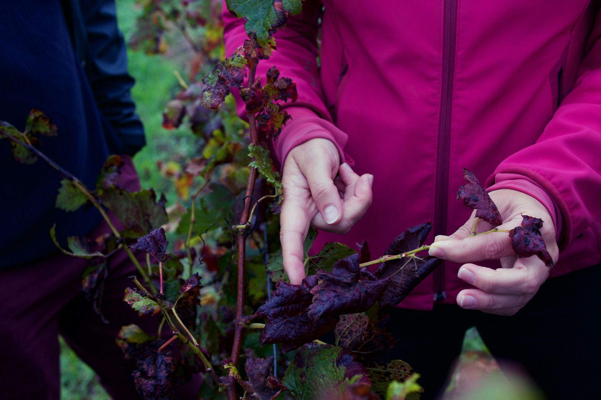 Hands holding dark purple leaves in a garden, with a person in a bright pink jacket.