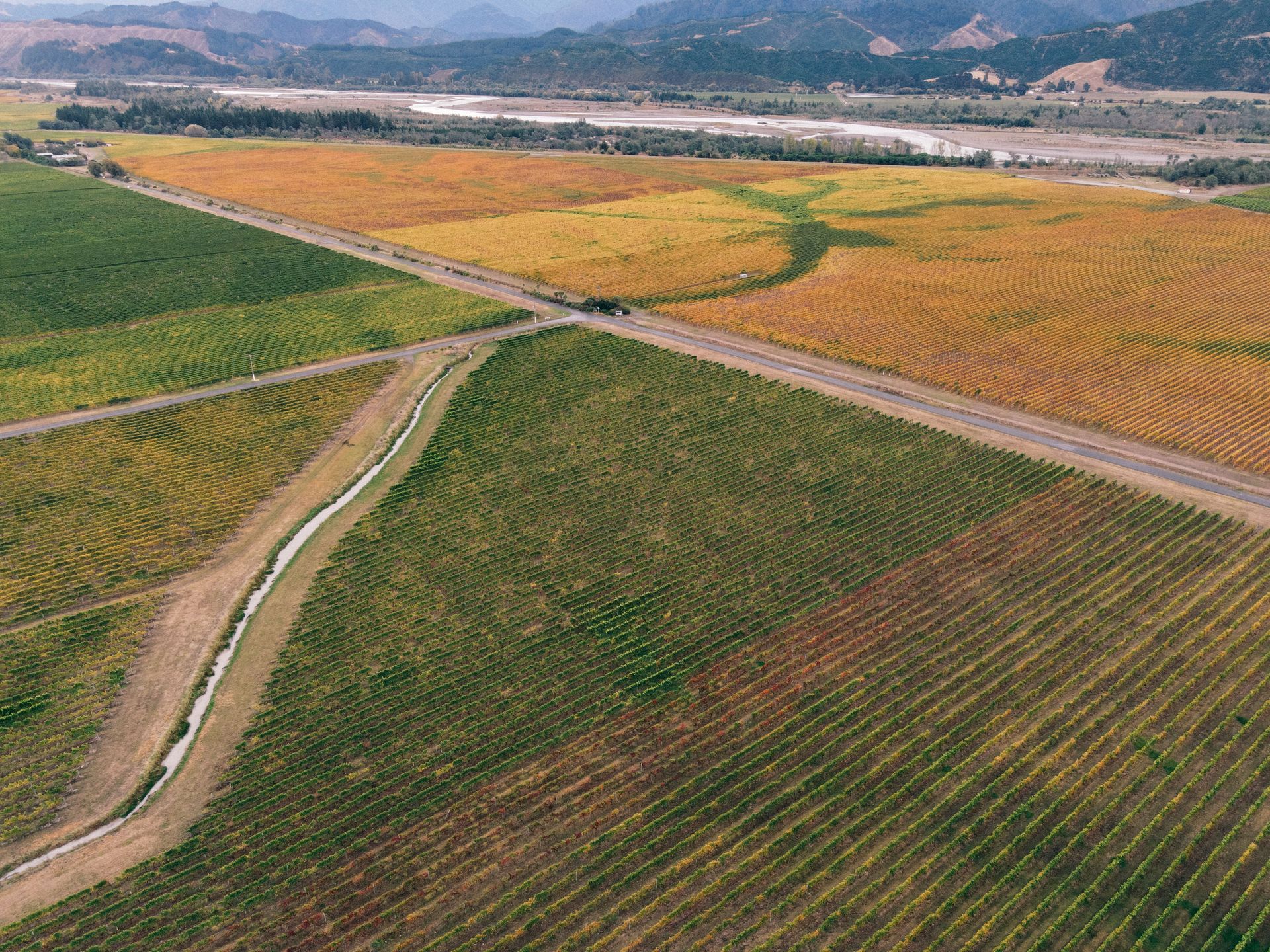 Rows of grapevines in a Southern California home vineyard during the post-harvest fall season