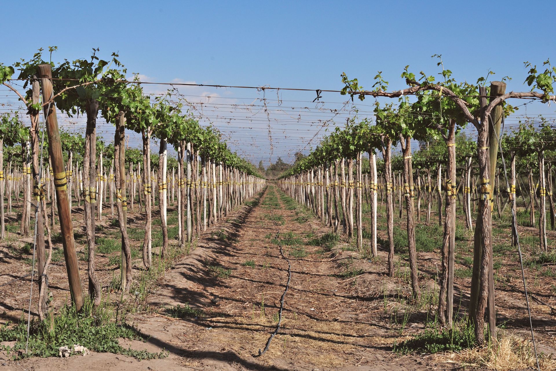 Rows of grapevines in a vineyard under a clear blue sky, with trellis wires overhead