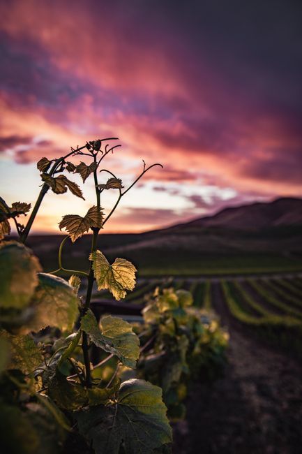 Close-up of green grapevine leaves on a trellis in a Southern California estate vineyard