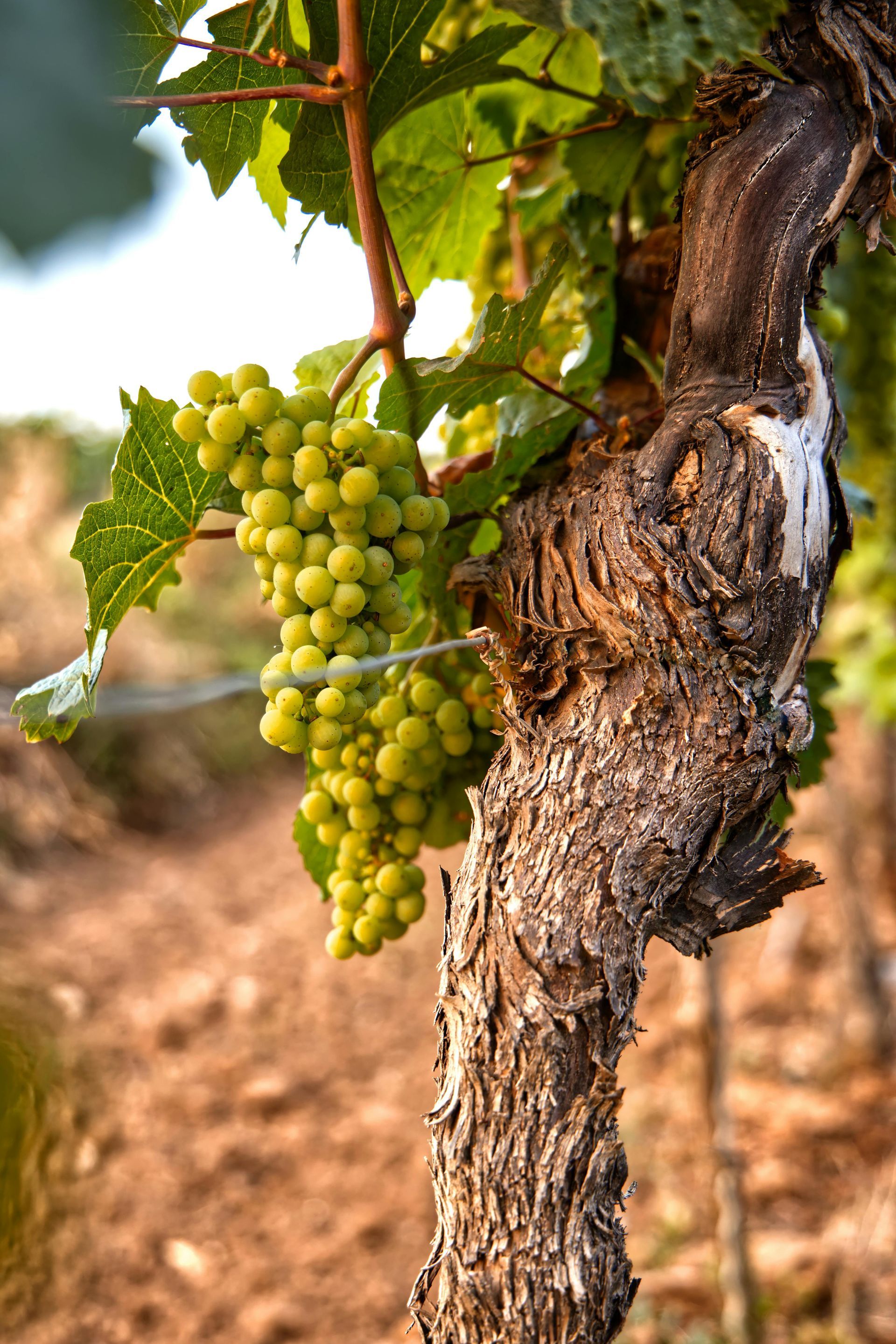 Green grapes hanging on a vine beside a gnarled grapevine trunk in a vineyard