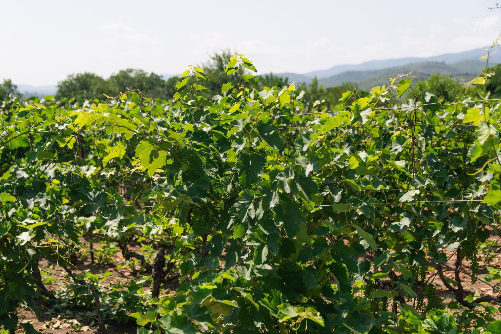 Lush green vineyard under bright sunlight with distant hills in the background