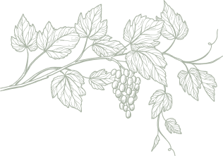 Vine branch with leaves and a bunch of grapes, light green line art on white.
