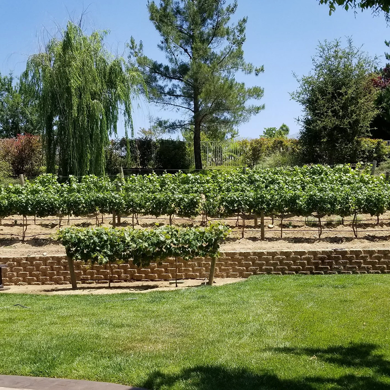 Vineyard with terraced rows of grape vines under a sunny blue sky.