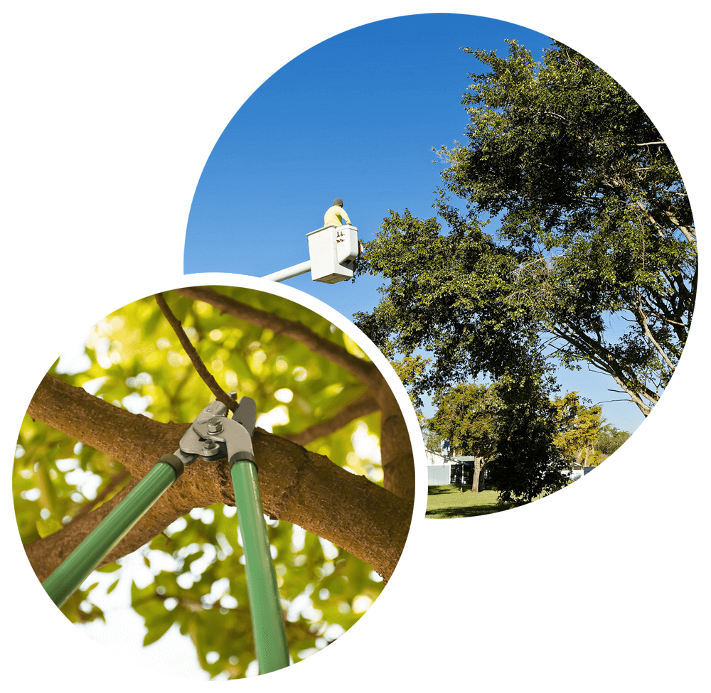 arborist trimming a tree, pruning tree outdoors with secateurs