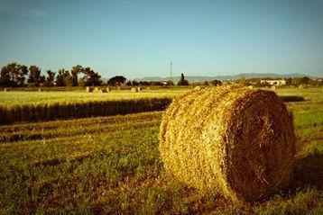 Bale wire used to bundle hay bales in a harvested grain field for agricultural purposes. Bale wire used to bundle hay bales in a harvested grain field for agricultural purposes.