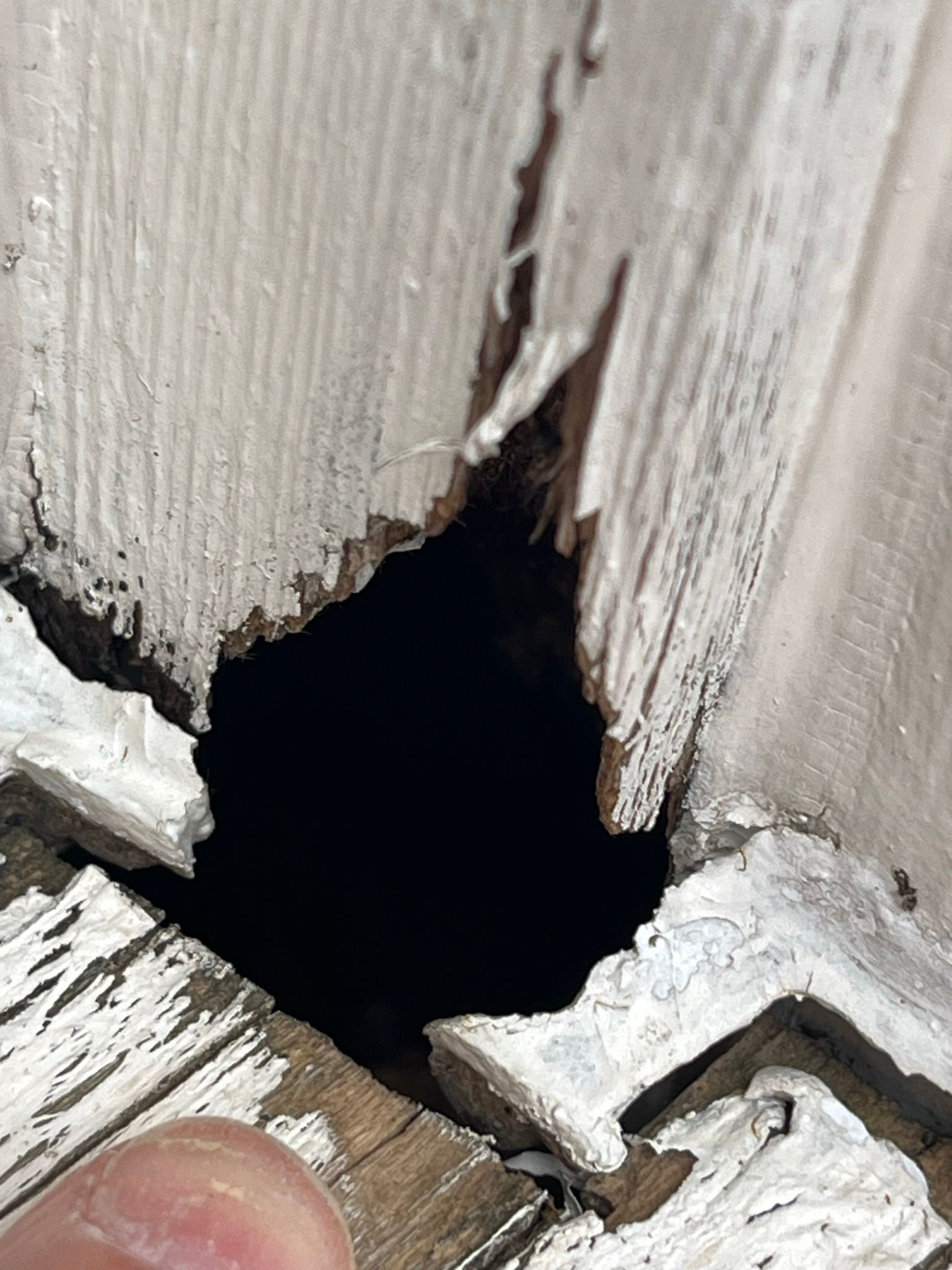 Hole in white painted wood siding, exposing dark interior, with a glimpse of a finger.