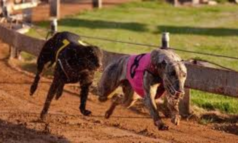 Two dogs are racing on a dirt track.