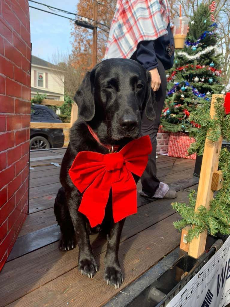 Black Labrador with a large red bow sitting near a Christmas tree.