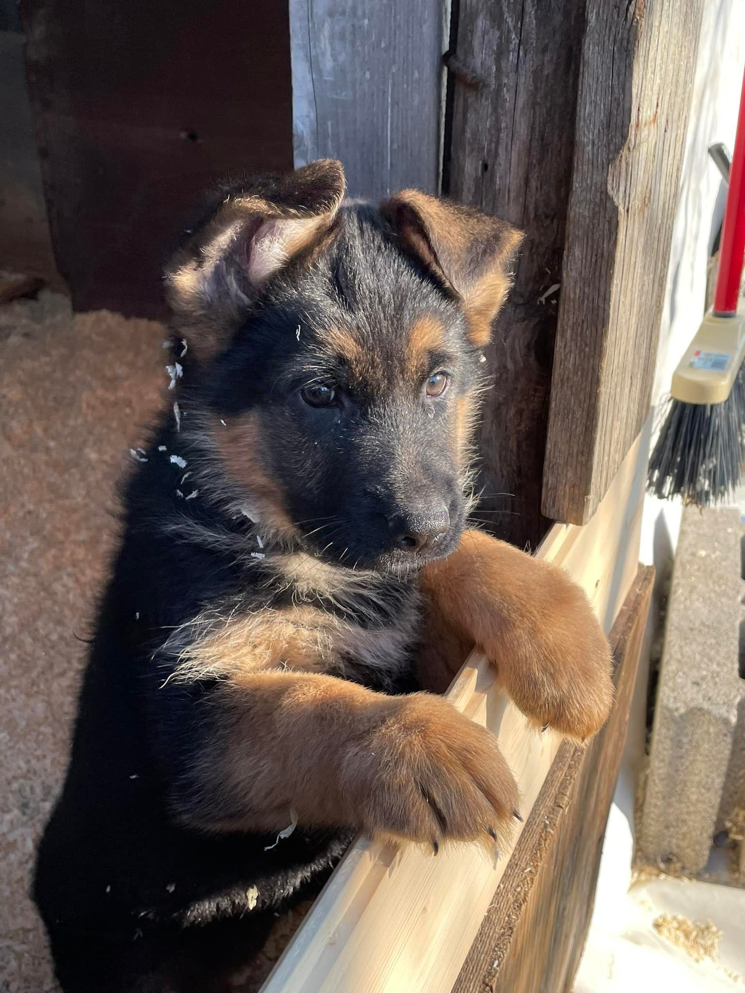 i cuccioli