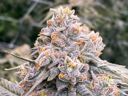 purple cannabis bud with red hairs growing in a farm