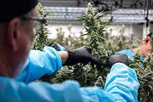 man with glasses on, tending to cannabis plant in indoor grow area
