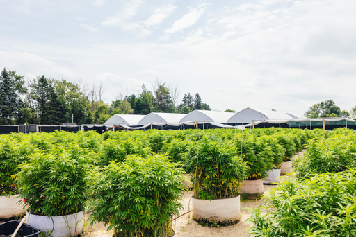cannabis field