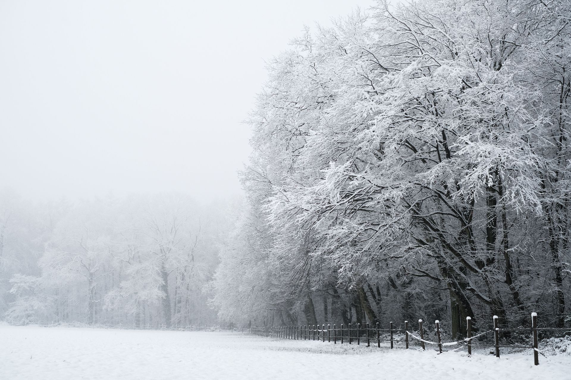 winter field with snowy trees