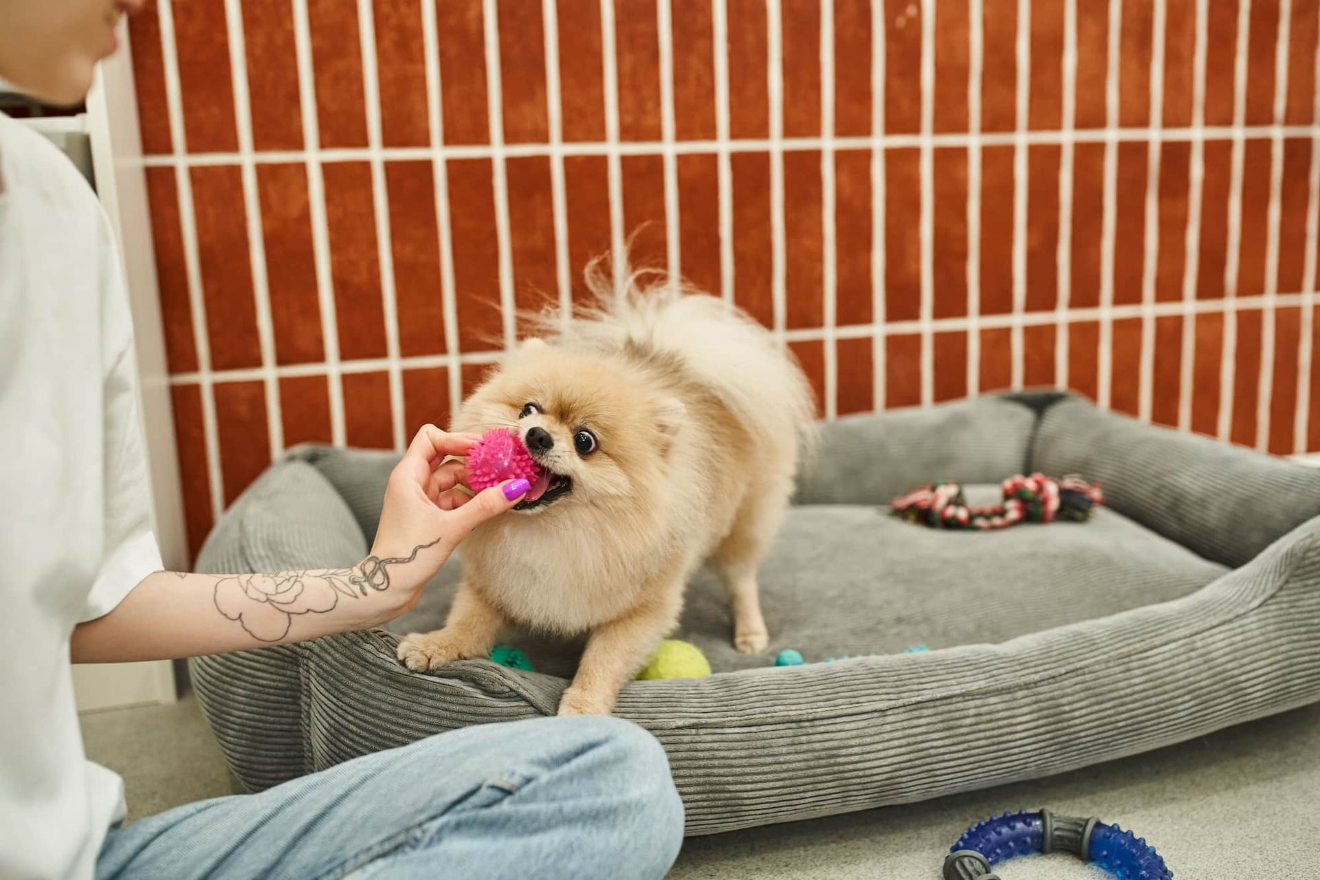 A person plays with a fluffy tan Pomeranian in a room with a dog bed and toys.