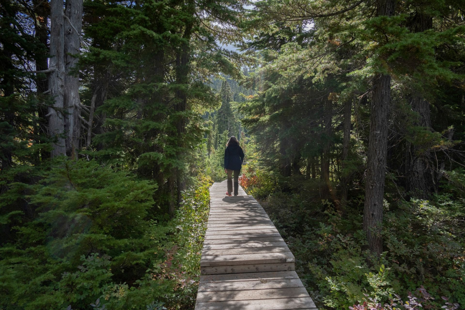 Person walking on a wooden boardwalk through a green forest