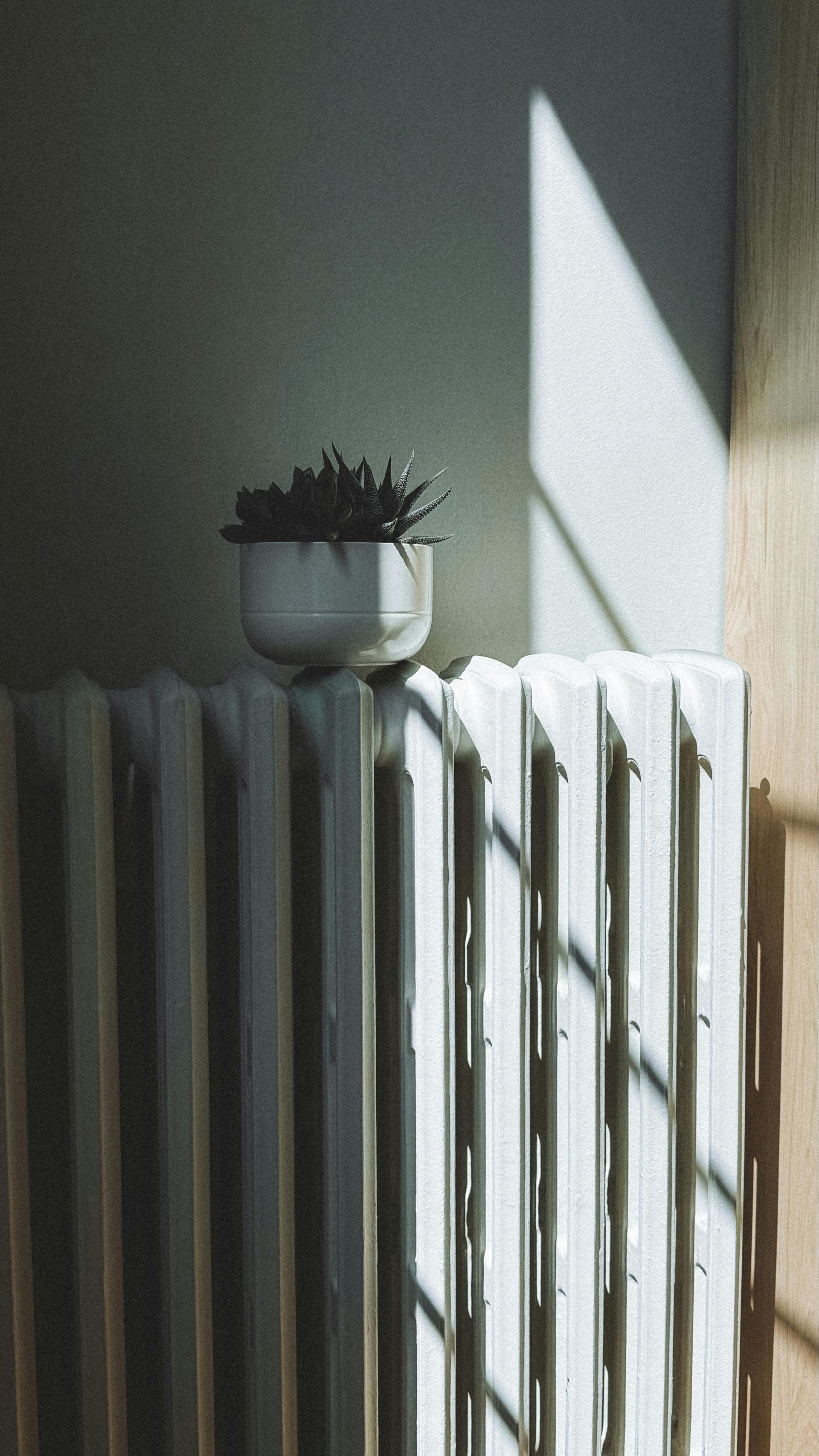 White radiator with a small potted plant, lit by sunlight against a gray wall.