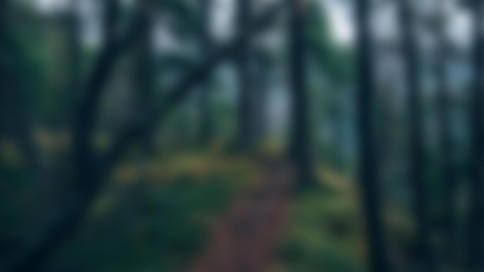 Ein verschwommenes Bild eines Waldweges.